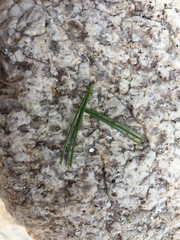 Pinus cembroides bicolor