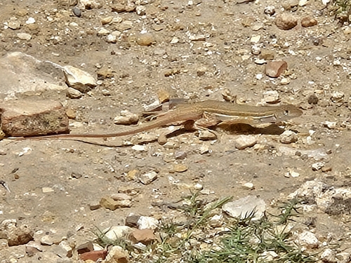 Bosc’s Fringe-toed lizard
