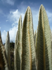 Espeletia occidentalis