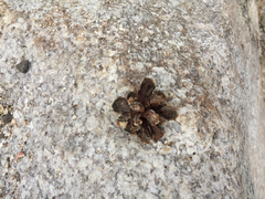 Pinus cembroides bicolor