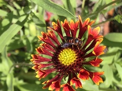 Dianthidium floridiense