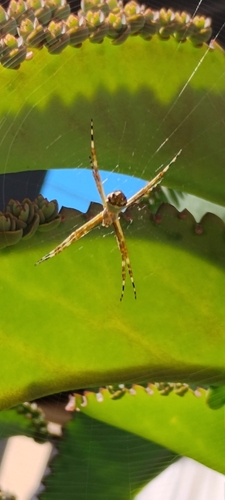 Silver Garden Orbweaver