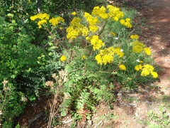 Packera sanguisorbae