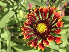 Dianthidium floridiense