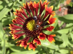 Dianthidium floridiense