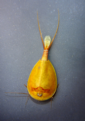 Lepidurus packardi