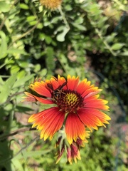 Dianthidium floridiense