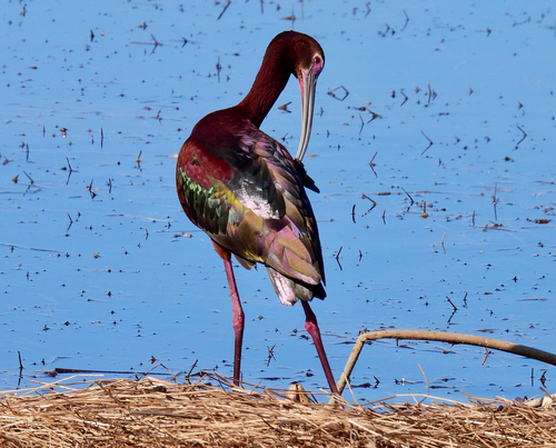 White-faced Ibis