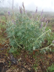 Lupinus montanus