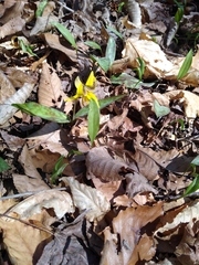 Erythronium americanum