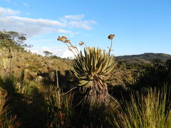 Espeletia occidentalis