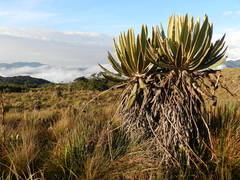 Espeletia occidentalis