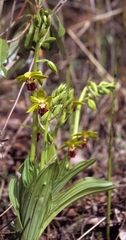 Calanthe tricarinata