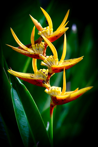Heliconia × nickeriensis