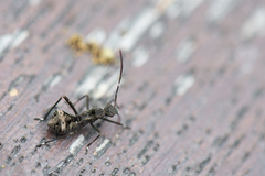 Riptortus linearis