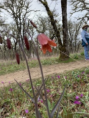 Fritillaria gentneri