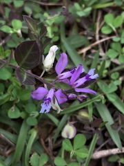 Polygala japonica