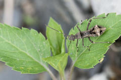 Riptortus linearis