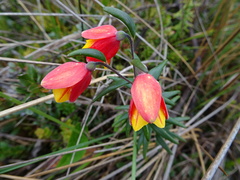 Bomarea linifolia