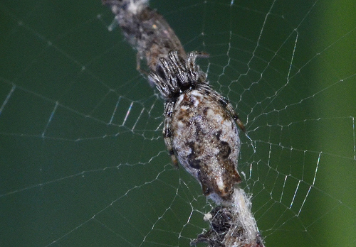 Oculate Garbage-line Web Spider