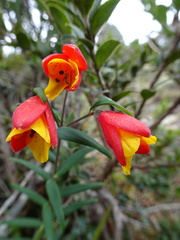Bomarea linifolia