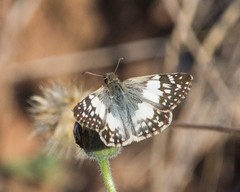 Heliopetes domicella