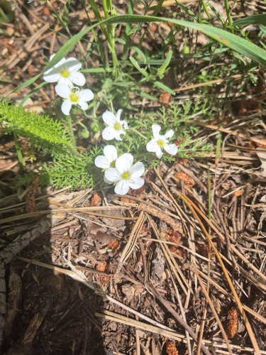 Mountain Sandwort