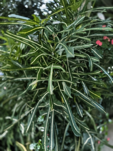 Variegated Croton
