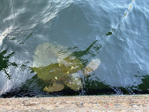 Loggerhead Sea Turtle