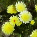 Desert Dandelion - Photo (c) sea-kangaroo, some rights reserved (CC BY-NC-ND)