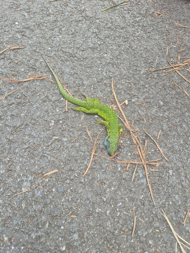 Western Green Lizard