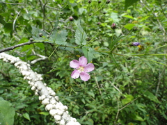 Sidastrum tehuacanum