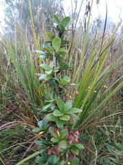 Berberis psilopoda
