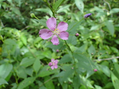 Sidastrum tehuacanum