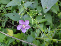 Sidastrum tehuacanum