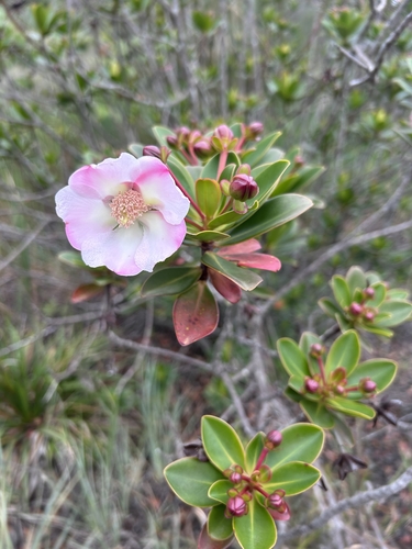 Bonnetia stricta