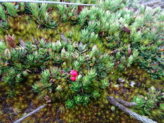 Disterigma empetrifolium