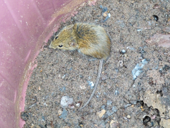 Maracaju Oryzomys photo 2