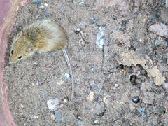 Maracaju Oryzomys photo 3