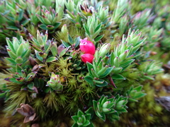 Disterigma empetrifolium