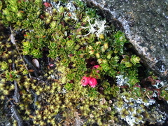 Disterigma empetrifolium