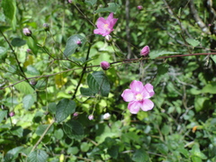 Sidastrum tehuacanum