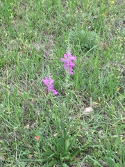 Physostegia pulchella