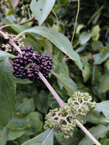 Callicarpa tomentosa