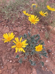 Enceliopsis nudicaulis