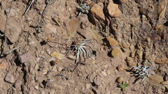 Plantago sericea, photograph (c) Ariadna Tripaldi, some rights reserved (CC BY)