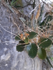 Cercocarpus fothergilloides