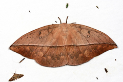 Lonomia santarosensis