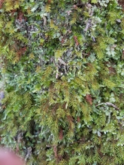 Bartramiopsis lescurii