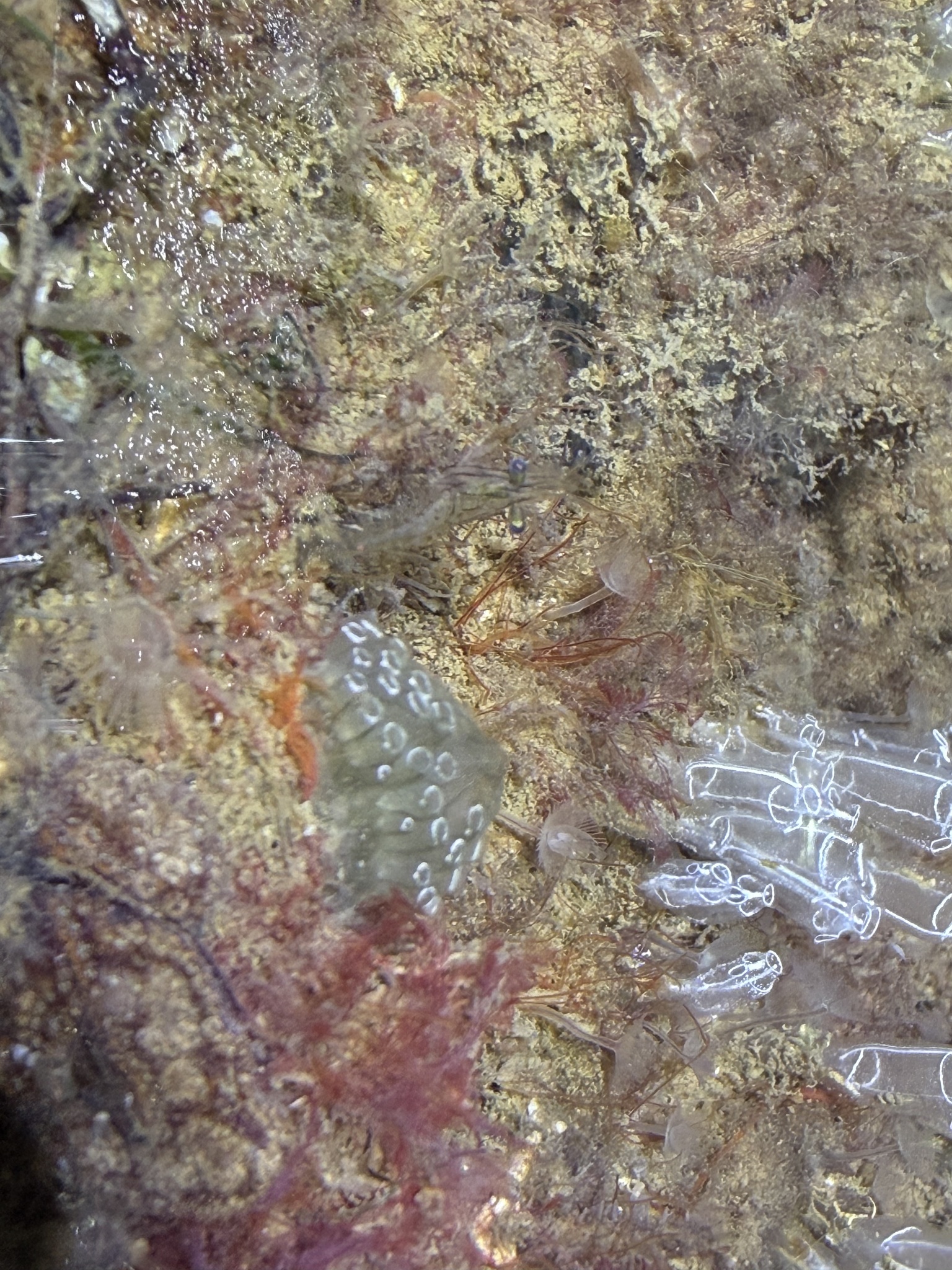 Distaplia bermudensis Van Name, 1902
